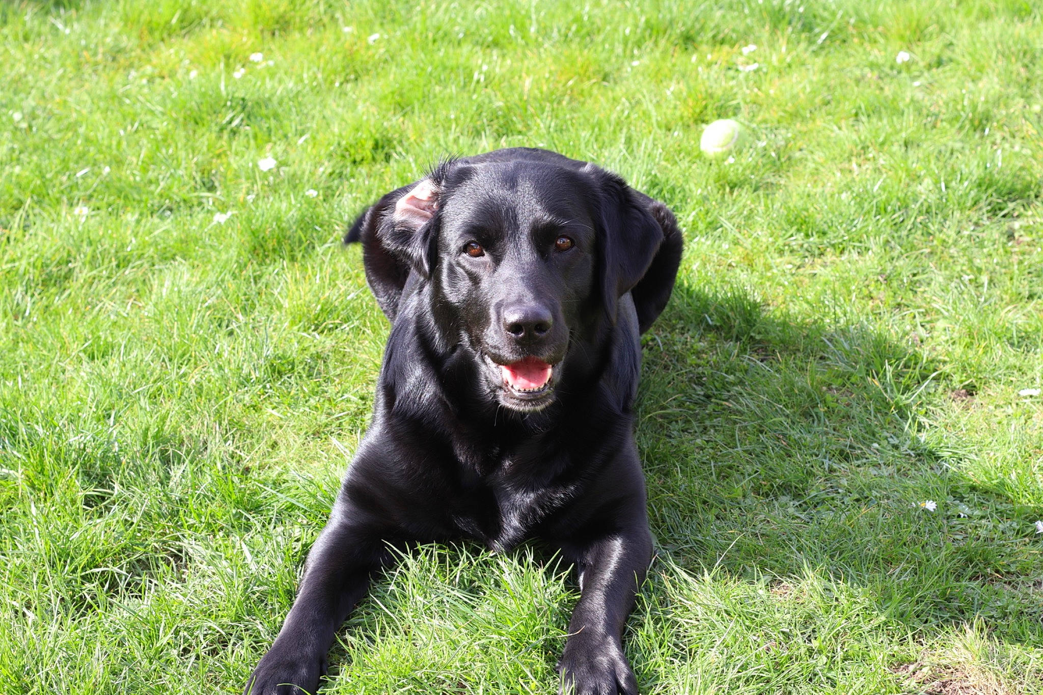 Oly participe au concours pour gagner de l'argent avec cette photo : carnivore, collar, companion_dog, dog, dog_breed, dog_collar, grass, grassland, groundcover, gun_dog, personal_protective_equipment, plant, pointing_breed, retriever, sporting_group, tail, terrestrial_animal, whiskers, working_animal, working_dog