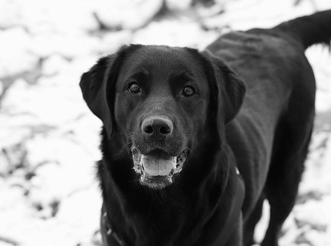 Oly participe au concours pour gagner de l'argent avec cette photo : canidae, carnivore, collar, companion_dog, dog, dog_breed, dog_collar, fur, gun_dog, hunting_dog, monochrome, monochrome_photography, retriever, snout, snow, sporting_group, style, whiskers, winter, working_animal