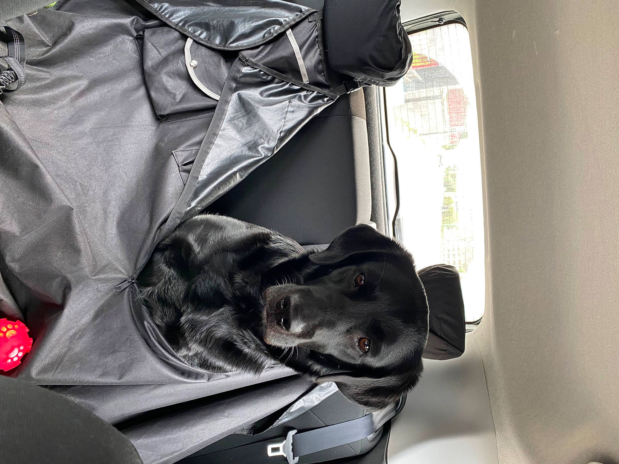 Oly a rejoint le concours — aidez-le/la à gagner de superbes lots ! auto_part, automotive_exterior, automotive_tire, bag, baggage, canidae, carnivore, comfort, companion_dog, dog, dog_breed, fur, grey, helmet, motor_vehicle, personal_protective_equipment, snout, sporting_group, vehicle, vehicle_door