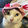 cat, animal, pet, cute, hat, pink, white, black, eyes, face, portrait, indoor, feline, whiskers, costume, funny, closeup, expression, soft, adorable