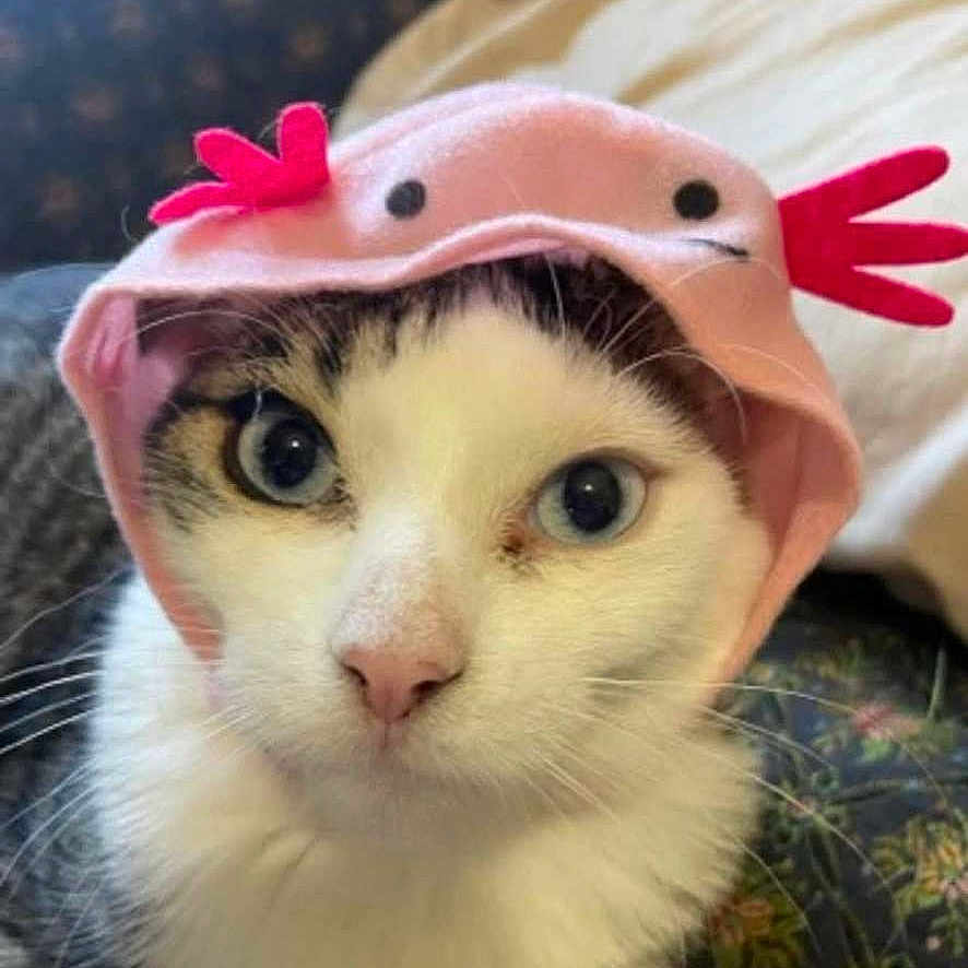 Muffinbear joined the competition — help win amazing prizes! adorable, animal, black, cat, closeup, costume, cute, expression, eyes, face, feline, funny, hat, indoor, pet, pink, portrait, soft, whiskers, white