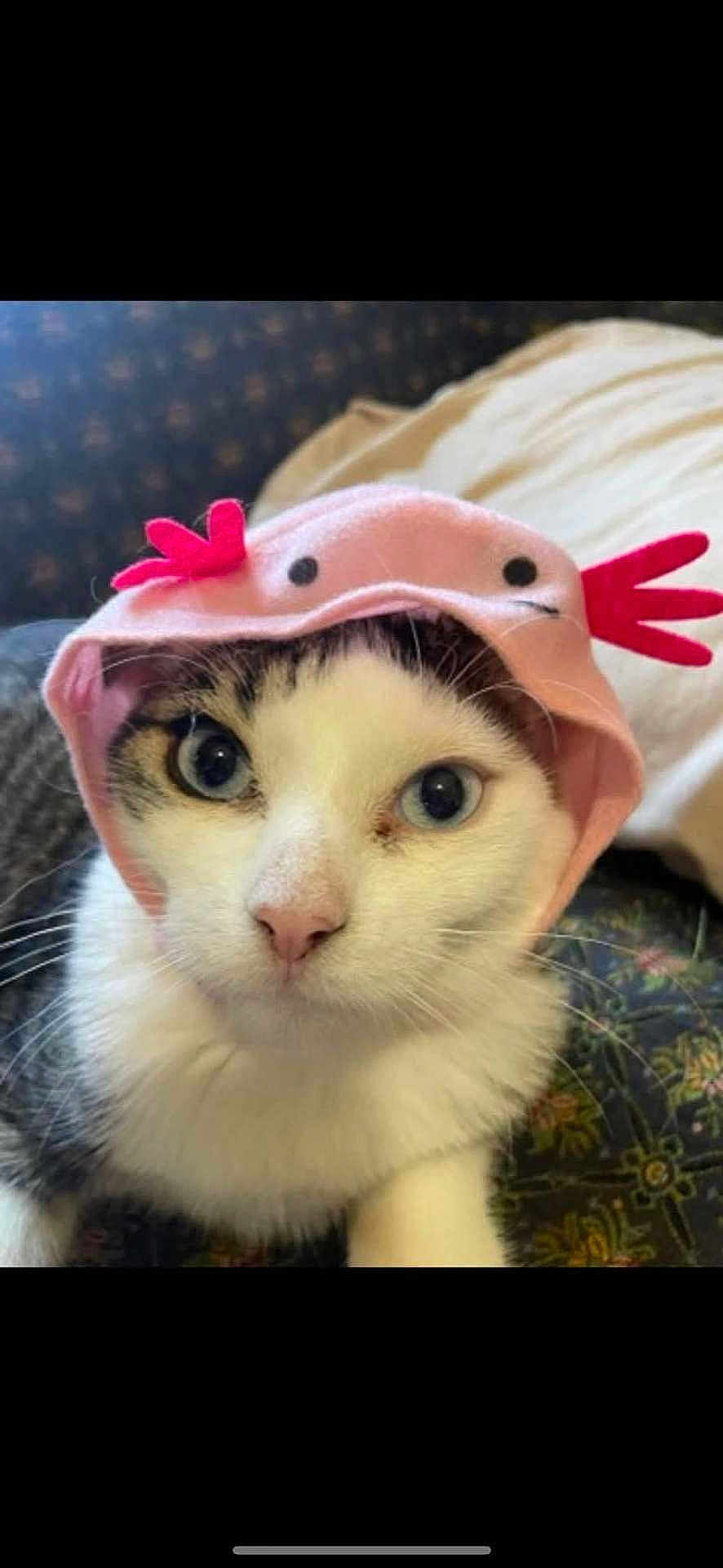Muffinbear joined the competition — help win amazing prizes! cat, animal, pet, cute, hat, pink, white, black, eyes, face, portrait, indoor, feline, whiskers, costume, funny, closeup, expression, soft, adorable