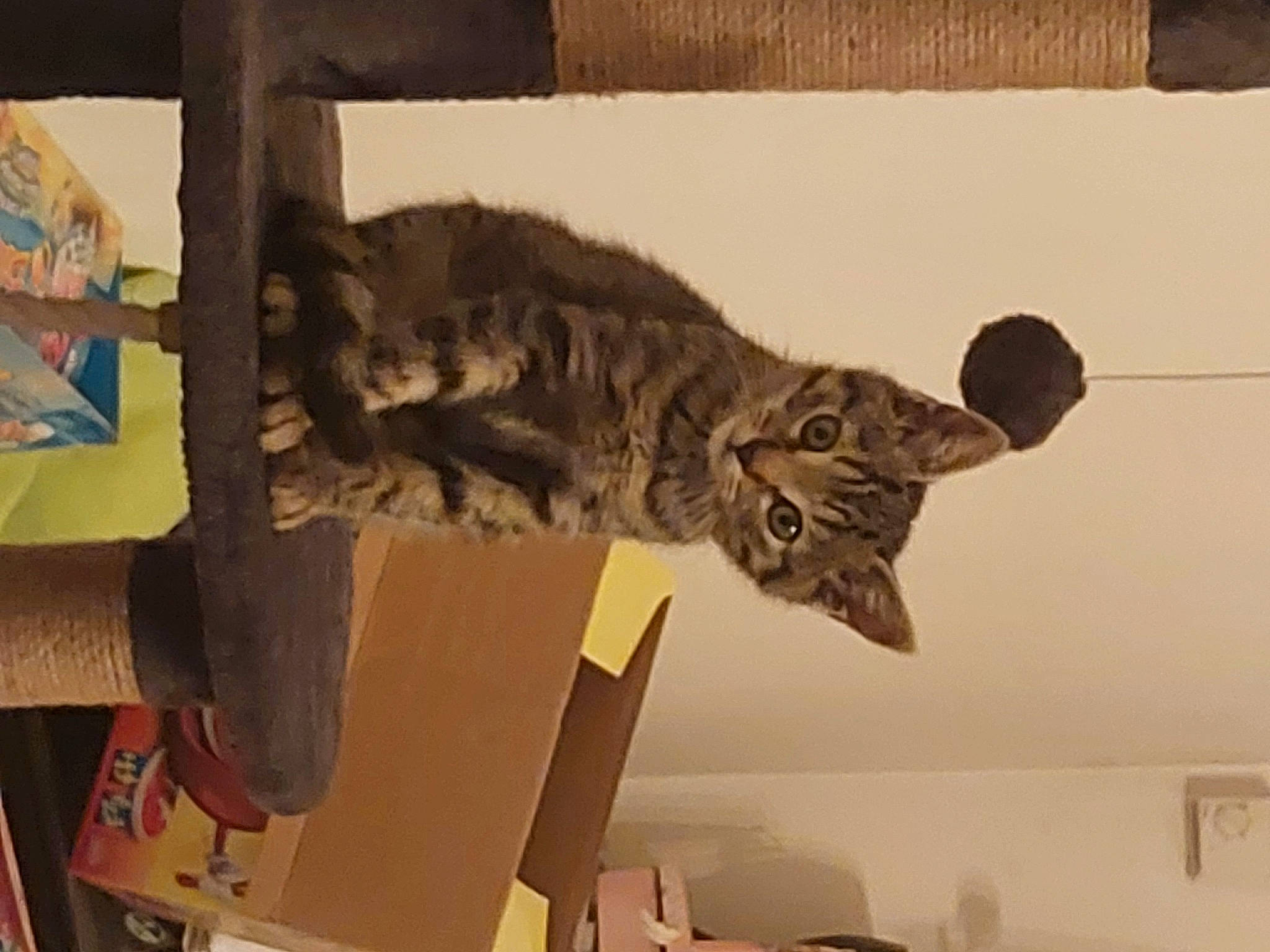 Bandit a rejoint le concours — aidez-le/la à gagner de superbes lots ! art, big_cats, carnivore, cat, domestic_short_haired_cat, felidae, fur, paper, paper_product, room, shipping_box, small_to_medium_sized_cats, snout, tail, terrestrial_animal, visual_arts, whiskers, wood