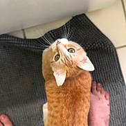 Dobby joined the competition — help win amazing prizes! animal, bare_feet, cat, closeup, companion, curious, cute, domestic, ears, floor, fur, home, human, indoors, looking_up, mat, orange_tabby, pet, tile, whiskers