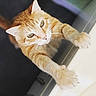 Dobby is registered to the contest to win money with this photo: animal, cat, claws, close_up, curious, cute, domestic_cat, feline, focus, fur, green_eyes, indoor, orange_tabby, paws, pet, portrait, soft_background, stretching, whiskers, white_surface