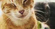 Dobby is registered to the contest to win money with this photo: animal, blurred_background, cat, close_up, companion, cute, domestic_cat, face, feline, fur, happy, indoor, mammal, orange_tabby, pet, portrait, relaxed, soft_light, two_cats, whiskers