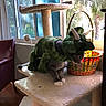 Gryffin is registered to the contest to win money with this photo: animal, basket, cat, cat_tree, chair, costume, cute, daylight, decor, dinosaur, funny, furniture, green, home, indoor, pet, playful, plush, sunlight, window