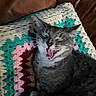Gryffin joined the competition — help win amazing prizes! animal, cat, closeup, colorful_blanket, couch, cozy, crocheted_blanket, cute, feline, fur, gray_tabby, indoor, leather_couch, mouth_open, pet, relaxed, resting, sleepy, whiskers, yawning