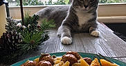 Gryffin joined the competition — help win amazing prizes! bread_rolls, cat, curious, daylight, decoration, food, gray_cat, greenery, home, indoor, meatballs, pasta, pet, pine_branches, pine_cones, plate, table, white_paws, window, wooden_table