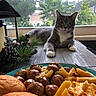 bread_rolls, cat, curious, daylight, decoration, food, gray_cat, greenery, home, indoor, meatballs, pasta, pet, pine_branches, pine_cones, plate, table, white_paws, window, wooden_table