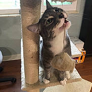Gryffin joined the competition — help win amazing prizes! animal, carpet, cat, cat_tree, curious, cute, domestic, floor, furniture, fuzzy_toy, home, indoor, paw, pet, playful, string, tabby, toy, whiskers, window