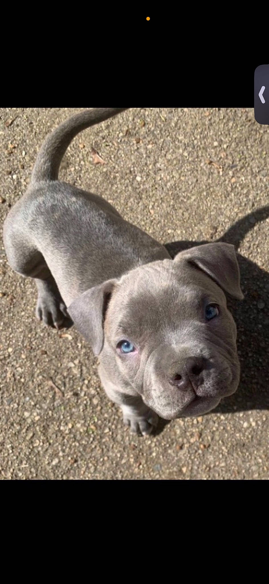 Fury joined the competition — help win amazing prizes! canidae, carnivore, collar, companion_dog, dog, dog_breed, dog_collar, ear, eye, fawn, leash, non_sporting_group, paw, pet_supply, snout, sporting_group, tail, terrestrial_animal, whiskers, working_animal