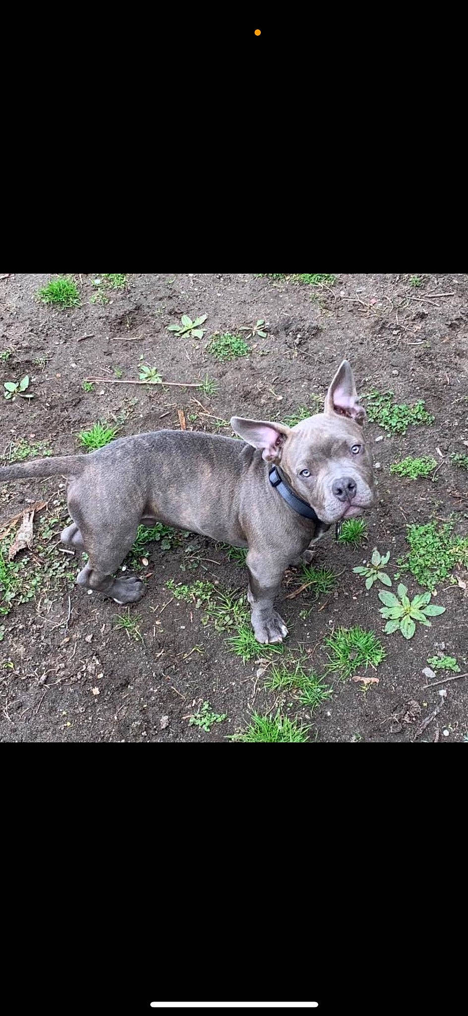 Fury is registered to the contest to win money with this photo: adventure, canidae, carnivore, collar, companion_dog, dog, dog_breed, dog_collar, dog_supply, fawn, grass, leash, pet_supply, plant, snout, sporting_group, tail, terrestrial_animal, toy_dog, working_animal