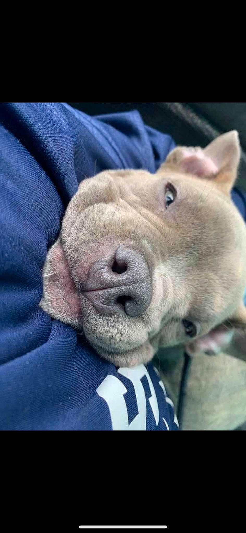 Fury joined the competition — help win amazing prizes! canidae, carnivore, collar, companion_dog, dog, dog_breed, dogo_argentino, electric_blue, fawn, fur, non_sporting_group, puppy, selfie, snout, sporting_group, suidae, terrestrial_animal, whiskers, working_animal, wrinkle