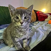 Pinky joined the competition — help win amazing prizes! kitten, cat, gray_cat, animal, pet, sitting, portrait, wide_eyes, whiskers, ears, fur, bed, bedroom, blanket, pillows, lamp, remote_control, indoor, cozy, close_up