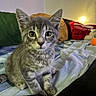 kitten, cat, gray_cat, animal, pet, sitting, portrait, wide_eyes, whiskers, ears, fur, bed, bedroom, blanket, pillows, lamp, remote_control, indoor, cozy, close_up