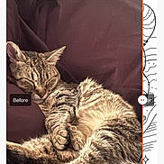 Moongirl is registered to the contest to win money with this photo: cat, tabby_cat, sleeping, lounging, couch, indoor, pet, fur, striped_fur, paws, tail, whiskers, ears, relaxed, nap, photograph, smartphone_screenshot, website, slider, text_overlay