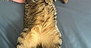 Moongirl joined the competition — help win amazing prizes! animal, bed, blanket, blue_bed, cat, cozy, cute, fluffy, fur, indoor, lying_down, paws, pet, pink_blanket, relaxed, resting, sleeping, tabby_cat, tail, whiskers