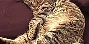 Moongirl is registered to the contest to win money with this photo: animal, cat, cozy, cushion, cute, domestic, feline, fur, indoor, mammal, nap, paws, pet, relaxed, resting, sleeping, soft, tabby, tail, whiskers
