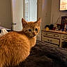 cat, kitten, orange_cat, tabby, feline, pet, animal, sitting, portrait, wide_eyes, whiskers, ears, fur, ginger, indoors, bedroom, blanket, dresser, television, home