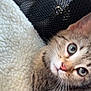 animal, cat, close_up, cozy, curious, cute, face, furry, green_eyes, indoor, kitten, mammal, pet, portrait, snuggling, soft_blanket, tabby, texture, whiskers, young