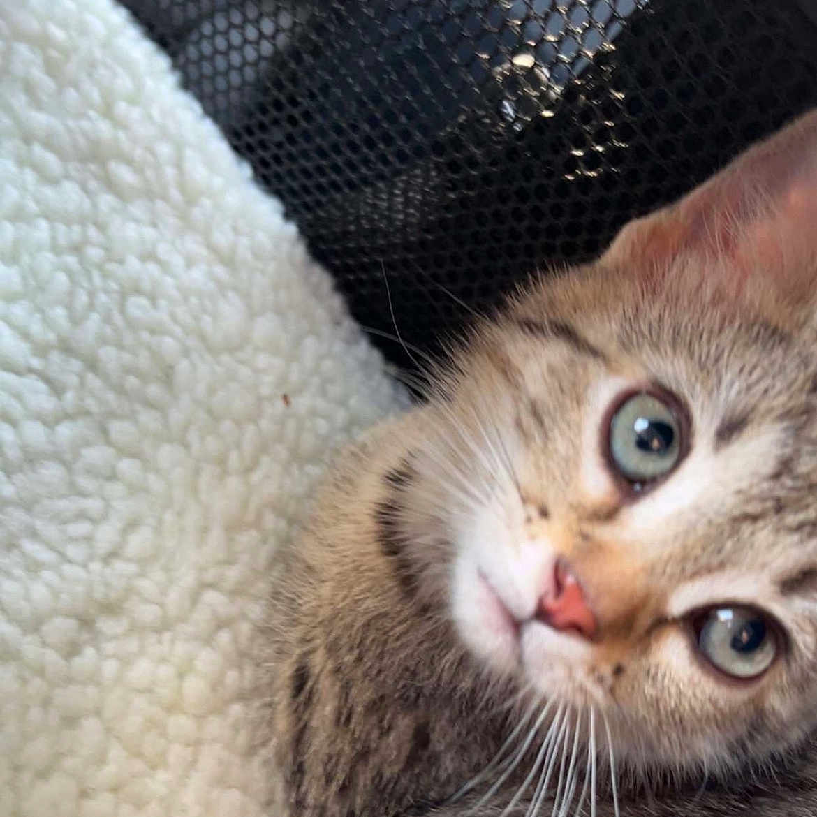 Moon Girl joined the competition — help win amazing prizes! animal, cat, close_up, cozy, curious, cute, face, furry, green_eyes, indoor, kitten, mammal, pet, portrait, snuggling, soft_blanket, tabby, texture, whiskers, young