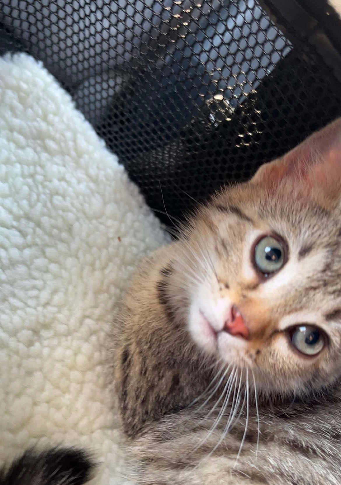 Moon Girl joined the competition — help win amazing prizes! animal, cat, close_up, cozy, curious, cute, face, furry, green_eyes, indoor, kitten, mammal, pet, portrait, snuggling, soft_blanket, tabby, texture, whiskers, young