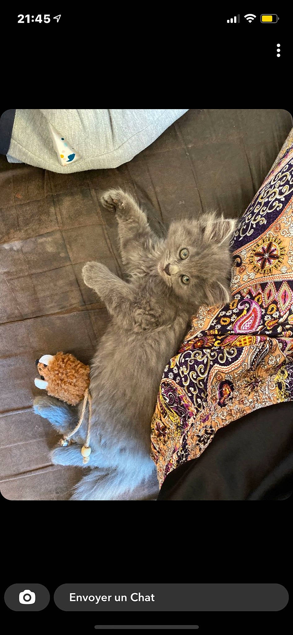 Barney participe au concours pour gagner de l'argent avec cette photo : carnivore, cat, cat_supply, comfort, fawn, felidae, fur, hat, linens, mammal, pattern, rabbit, rabbits_and_hares, small_to_medium_sized_cats, tail, textile, toy, vertebrate, whiskers, wood