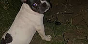 Dottie is registered to the contest to win money with this photo: dog, french_bulldog, pet, animal, grass, dirt, night, outdoor, cute, sitting, looking_back, black_and_white, ears, flash, eyes, small_dog, companion, canine, curious, portrait