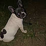 dog, french_bulldog, pet, animal, grass, dirt, night, outdoor, cute, sitting, looking_back, black_and_white, ears, flash, eyes, small_dog, companion, canine, curious, portrait