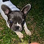Dottie joined the competition — help win amazing prizes! dog, puppy, french_bulldog, grass, night, ears, eyes, hand, blur, outdoor, animal, pet, cute, focus, ground, black_and_white, attention, nature, young, mammal
