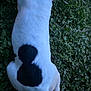 Dottie is registered to the contest to win money with this photo: dog, white, black_patch, grass, outdoor, animal, pet, lying_down, nature, canine, fur, greenery, close_up, body, mammal, resting, evening, pattern, back, four_legged
