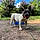 Dottie