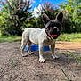 dog, french_bulldog, outdoor, grass, dirt, blue_sky, sunlight, pet, animal, tongue, ears, happy, playful, nature, canine, portrait, standing, greenery, summer, closeup