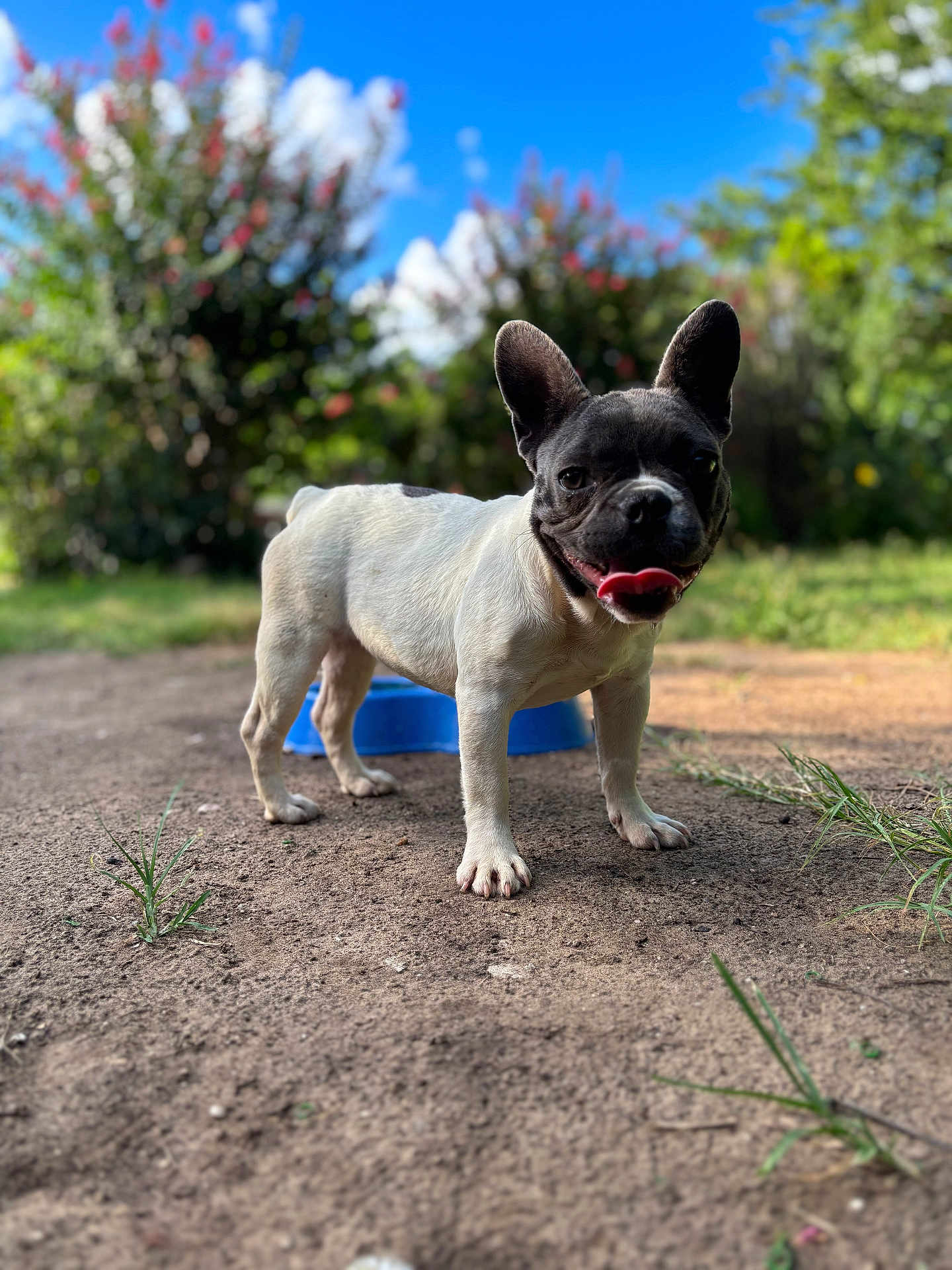 Dottie is registered to the contest to win money with this photo: dog, french_bulldog, outdoor, grass, dirt, blue_sky, sunlight, pet, animal, tongue, ears, happy, playful, nature, canine, portrait, standing, greenery, summer, closeup