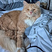 Cookie participe au concours pour gagner de l'argent avec cette photo : cat, fluffy, orange_cat, white_fur, pet, bed, blanket, pillow, indoor, cozy, relaxed, animal, portrait, feline, whiskers, teddy_bear, fur, resting, cute, domestic