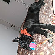 Aston participe au concours pour gagner de l'argent avec cette photo : animal, bandana, bed, black_dog, blanket, canine, cozy, cute, dog, fur, indoor, orange_bandana, paw, paw_print, pet, relaxing, resting, sleeping, tennis_ball, toy