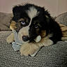 Blue a rejoint le concours — aidez-le/la à gagner de superbes lots ! puppy, dog, tricolor, black_white_brown, fluffy, blue_eyes, serious_expression, side_eye, plush_toy, cuddling, couch, sofa, blanket, indoor, home, cozy, close_up, portrait, pet, photography