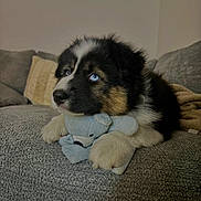 Blue a rejoint le concours — aidez-le/la à gagner de superbes lots ! puppy, dog, blue_eyes, fluffy, black_white_fur, brown_fur, stuffed_animal, elephant_toy, couch, sofa, blanket, indoor, living_room, pet, lying_down, portrait, cute, adorable, animal, playful