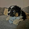 puppy, dog, blue_eyes, fluffy, black_white_fur, brown_fur, stuffed_animal, elephant_toy, couch, sofa, blanket, indoor, living_room, pet, lying_down, portrait, cute, adorable, animal, playful