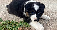 Blue a rejoint le concours — aidez-le/la à gagner de superbes lots ! puppy, dog, black_and_white, fluffy, blue_eyes, lying_down, outdoor, pavement, concrete, grass, leaves, white_paws, fur, pet, animal, portrait, close_up, adorable, daylight, face