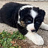 puppy, dog, black_and_white, fluffy, blue_eyes, lying_down, outdoor, pavement, concrete, grass, leaves, white_paws, fur, pet, animal, portrait, close_up, adorable, daylight, face