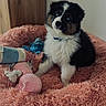 Blue a rejoint le concours — aidez-le/la à gagner de superbes lots ! puppy, dog, tricolor, fluffy, sitting, blue_eyes, portrait, pet, toy, chew_toy, plush_bed, pink, indoors, bedroom, wooden_door, collar, fur, cute, animal, photography