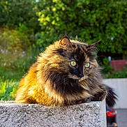 Gaya a rejoint le concours — aidez-le/la à gagner de superbes lots ! cat, tortoiseshell, fluffy, feline, animal, pet, outdoor, sunlight, greenery, garden, stone, ledge, fur, whiskers, ears, eyes, nature, relaxing, portrait, daylight