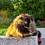 cat, tortoiseshell, fluffy, feline, animal, pet, outdoor, sunlight, greenery, garden, stone, ledge, fur, whiskers, ears, eyes, nature, relaxing, portrait, daylight