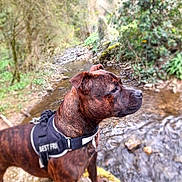Roxie a rejoint le concours — aidez-le/la à gagner de superbes lots ! dog, brindle, harness, outdoor, creek, water, stone, nature, greenery, forest, alert, profile, pet, canine, standing, riverbank, woods, moss, daylight, animal