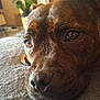 dog, brown_dog, close_up, resting, indoor, furniture, television, blurred_background, pet, canine, face, eyes, nose, fur, snout, lying_down, cozy, home, animal, domestic