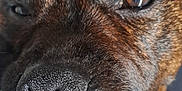Roxie participe au concours pour gagner de l'argent avec cette photo : dog, close_up, nose, eye, brown_fur, pet, resting, blanket, indoor, sleepy, fur_texture, animal, canine, whiskers, snout, portrait, relaxed, domestic_animal, face, laying_down