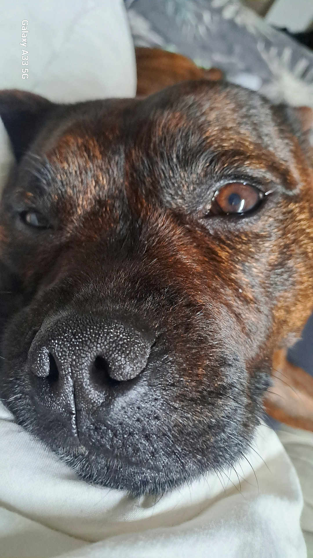 Roxie