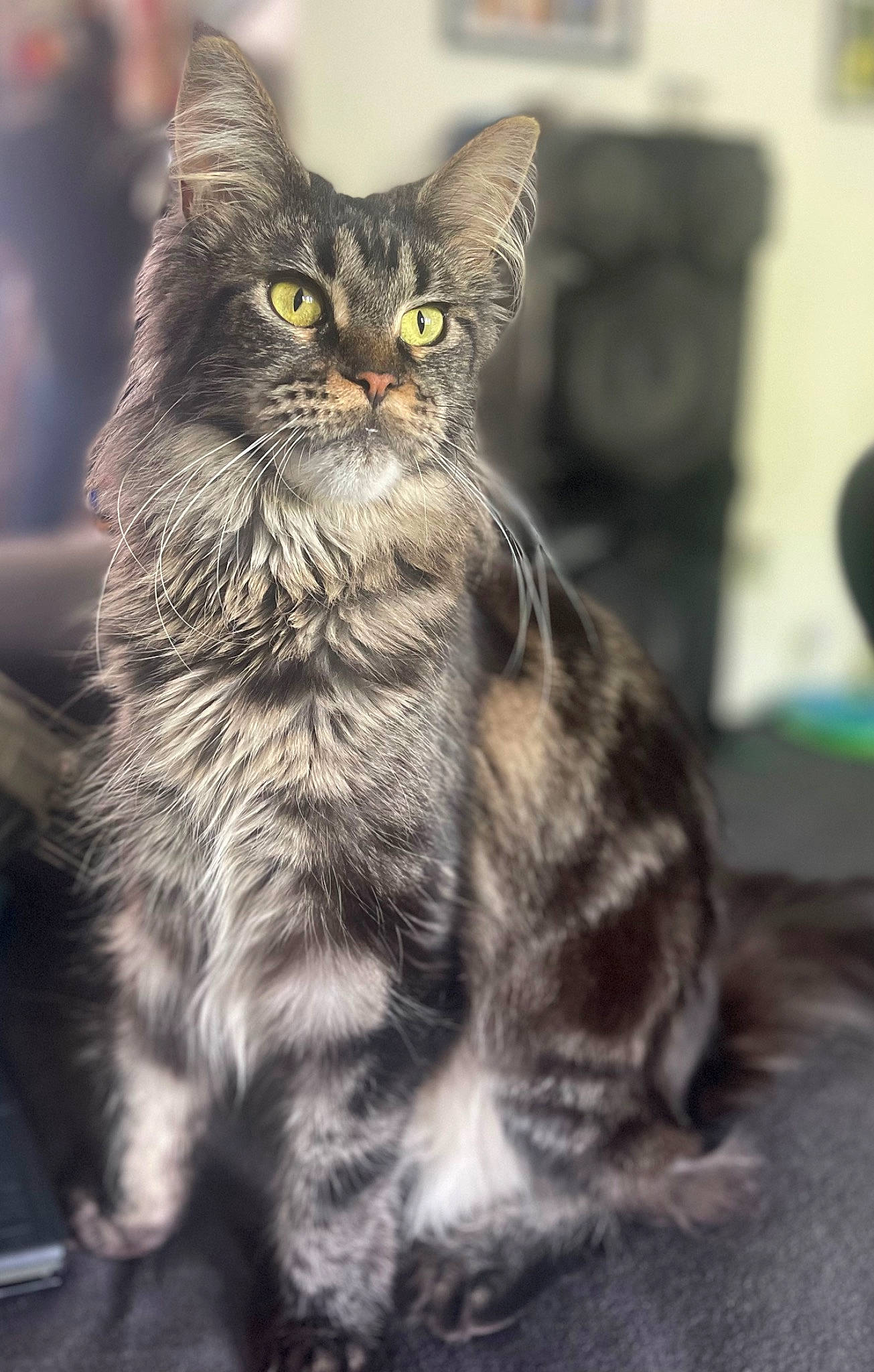 Kitana joined the competition — help win amazing prizes! carnivore, cat, claw, domestic_short_haired_cat, felidae, fur, grey, paw, sitting, small_to_medium_sized_cats, snout, tail, terrestrial_animal, whiskers, wildlife